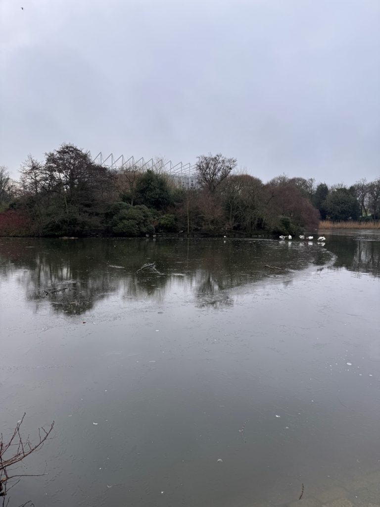 Image of a lake. In the distance there are some white swans in the lake. At the other side of the lake there are some trees in front of a football stadium.